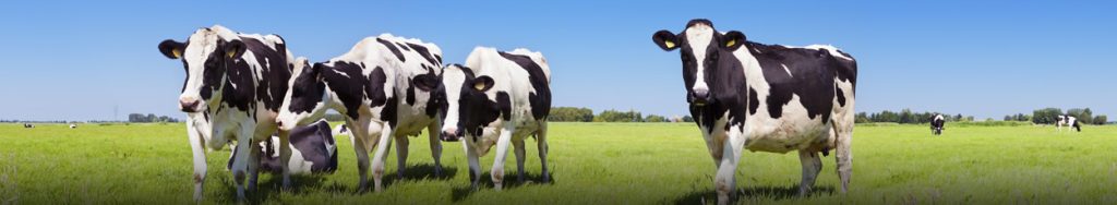 fosfaatrechten melkveehouderij te koop